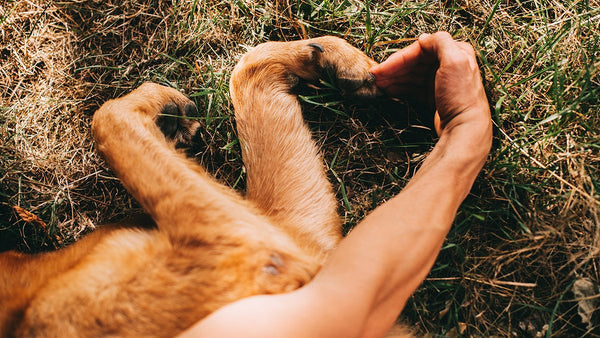 Why We Love Our Pets