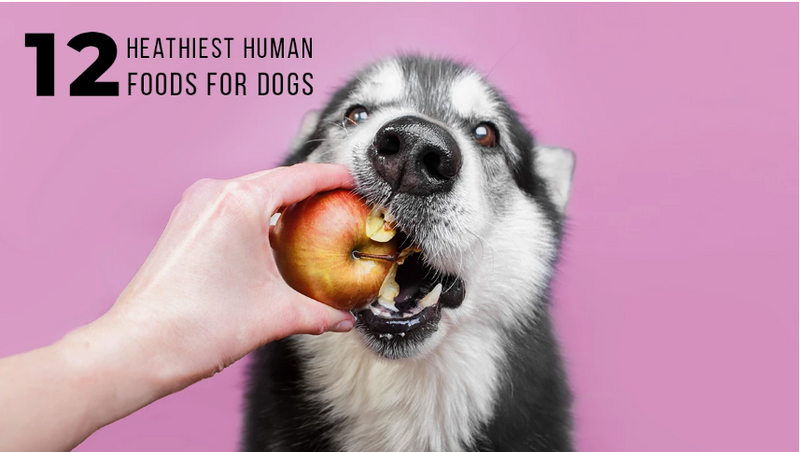 12 HEALTHIEST HUMAN FOODS FOR DOGS