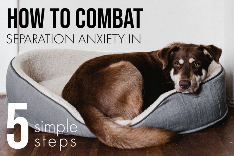 HOW TO COMBAT YOUR PET'S SEPARATION ANXIETY