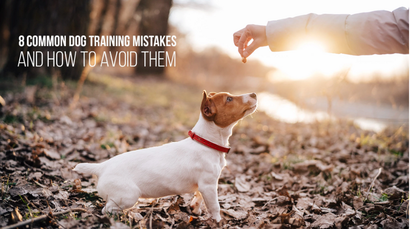 8 COMMON DOG TRAINING MISTAKES AND HOW TO AVOID THEM