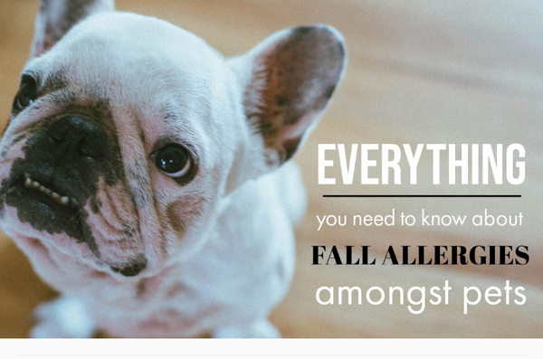 EVERYTHING YOU NEED TO KNOW ABOUT FALL ALLERGIES AMONGST PETS
